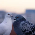 تصادف رانندگی در والس با راننده‌ای که ۱.۴۴ پرومیل الکل داشت